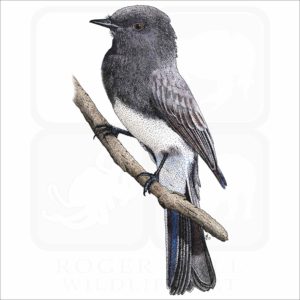 Black Phoebe illustration