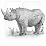 Black Rhinoceros