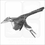 Black Skimmer