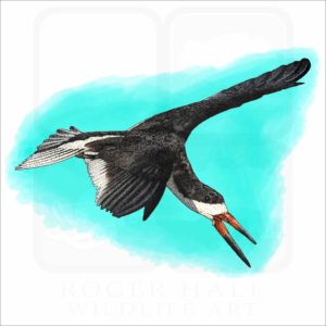 Black Skimmer illustration