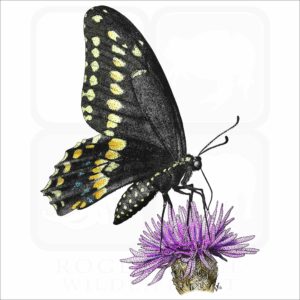 Black Swallowtail Butterfly illustration