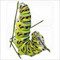 Black Swallowtail Caterpillar illustration