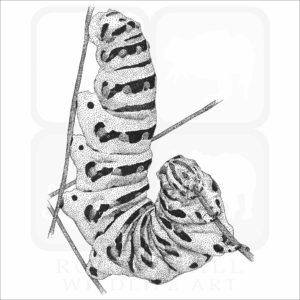 Black Swallowtail Caterpillar