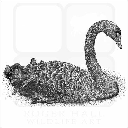 Black Swan
