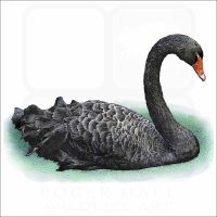 Black Swan illustration