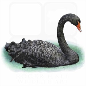 Black Swan illustration