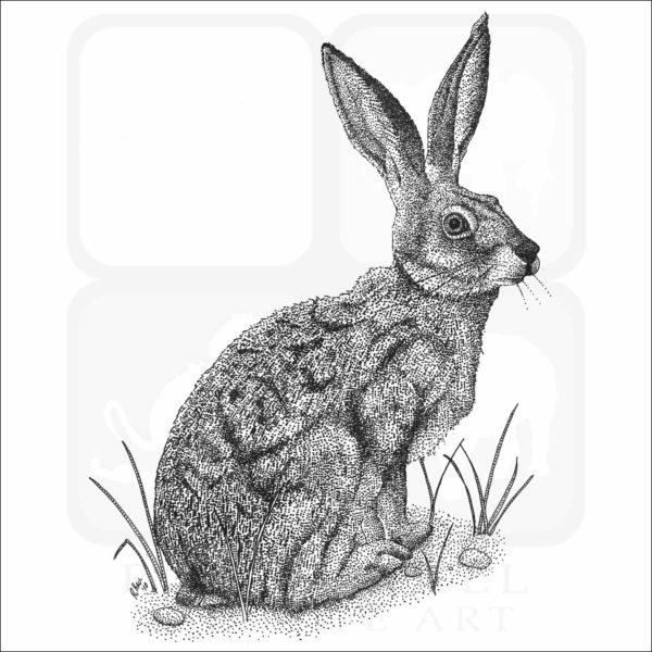 Black-Tailed Jackrabbit