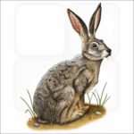 Black-Tailed Jackrabbit illustration