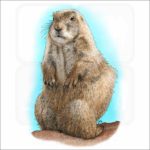 Black-Tailed Prairie Dog illustration