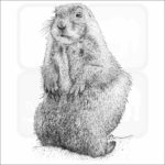 Black-Tailed Prairie Dog