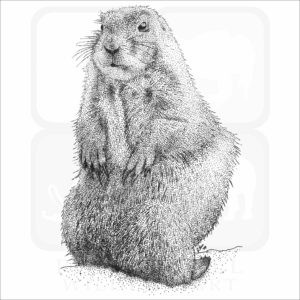 Black-Tailed Prairie Dog
