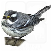 Black-Throated Gray Warbler illustration