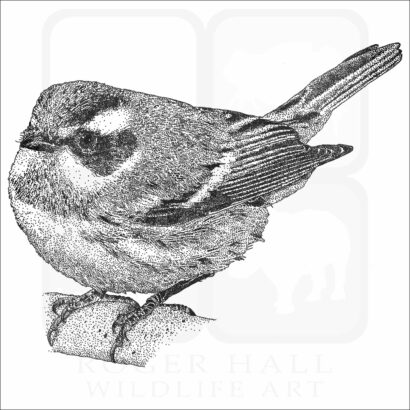 Black-Throated Gray Warbler