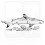 Black-Tipped Reef Shark