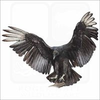 Black Vulture illustration