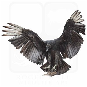 Black Vulture illustration