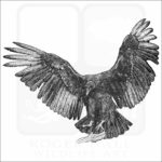 Black Vulture