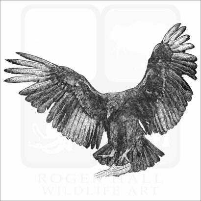 Black Vulture