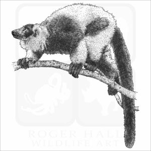Black & White Ruffed Lemur