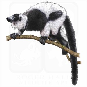 Black & White Ruffed Lemur illustration