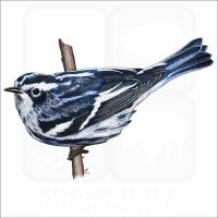 Black & White Warbler illustration