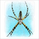 Black & Yellow Garden Spider illustration