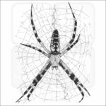 Black & Yellow Garden Spider