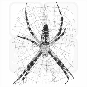 Black & Yellow Garden Spider