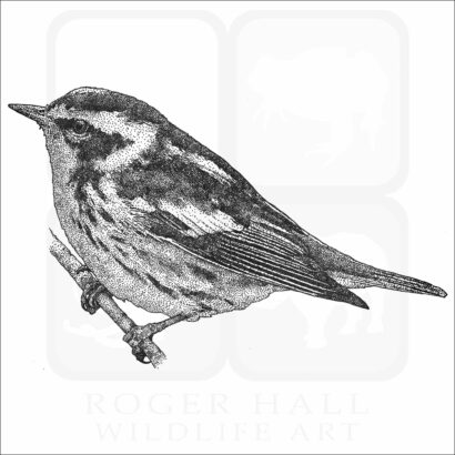 Blackburnian Warbler - Signed Fine Art Print - Image 2