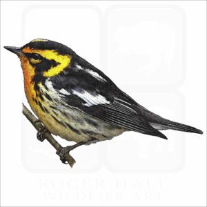 Blackburnian Warbler illustration