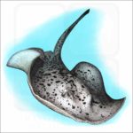Blotched Fantail Ray illustration