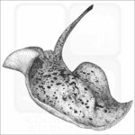 Blotched Fantail Ray