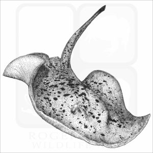 Blotched Fantail Ray