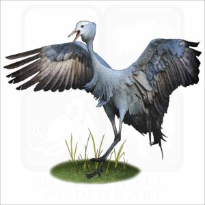 Blue Crane illustration