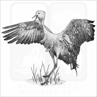 Blue Crane