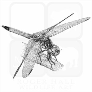 Blue Dasher Dragonfly