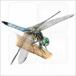Blue Dasher Dragonfly illustration