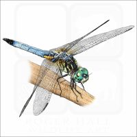 Blue Dasher Dragonfly illustration