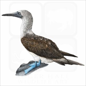 Blue-Footed Booby illustration