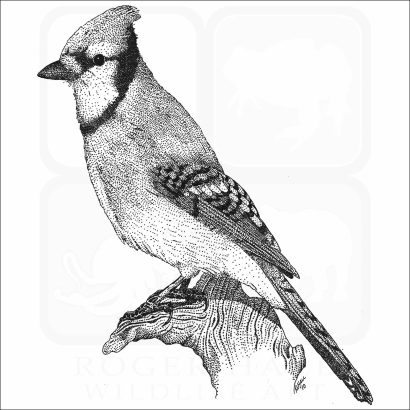 Blue Jay