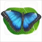 Blue Morpho Butterfly illustration