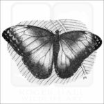 Blue Morpho Butterfly