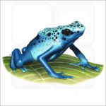 Blue Poison Dart Frog illustration