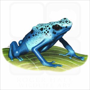 Blue Poison Dart Frog illustration