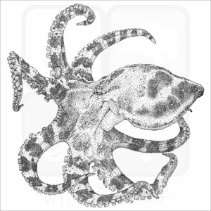 Blue-Ringed Octopus