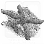 Blue Sea Star