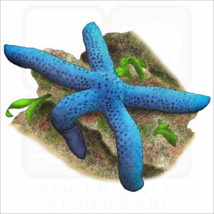 Blue Sea Star illustration