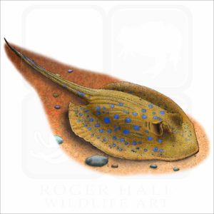 Blue-Spotted Ray illustration