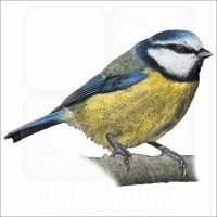 Blue Tit illustration