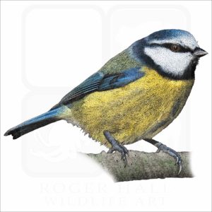 Blue Tit illustration